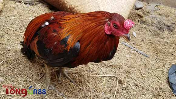 Cách hạ sốt nhanh đối với gà đang mắc bệnh Cách hạ sốt nhanh đối với gà đang mắc bệnh