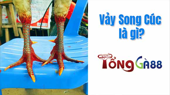 Cách nhận biết về loại vảy song cúc này rất đơn giản Cách nhận biết về loại vảy song cúc này rất đơn giản