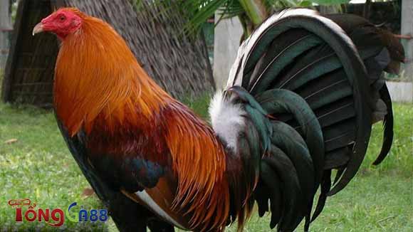 Chọn gà chọi Mỹ theo giống gà Chọn gà chọi Mỹ theo giống gà