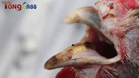 Chữa bệnh đẹn miệng ở gà với phương pháp dân gian đơn giản, hiệu quả Chữa bệnh đẹn miệng ở gà với phương pháp dân gian đơn giản, hiệu quả