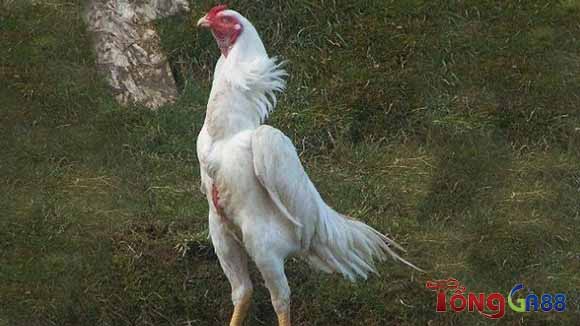 Đặc điểm dòng gà Shamo Đặc điểm dòng gà Shamo