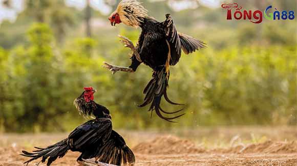 Đồ gà trúng huyết là như thế nào? Đồ gà trúng huyết là như thế nào?