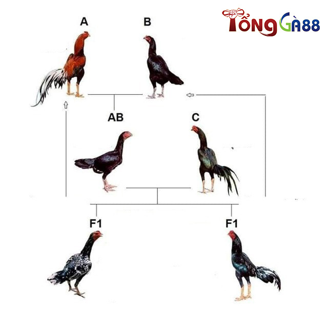 Đổ gà trùng huyết Đổ gà trùng huyết