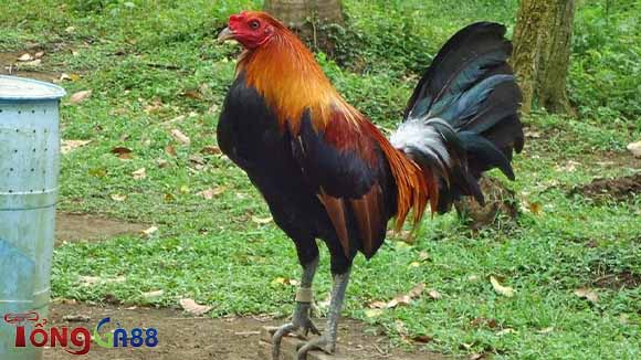Doc Robinson là giống gà lai tạo. Doc Robinson là giống gà lai tạo.