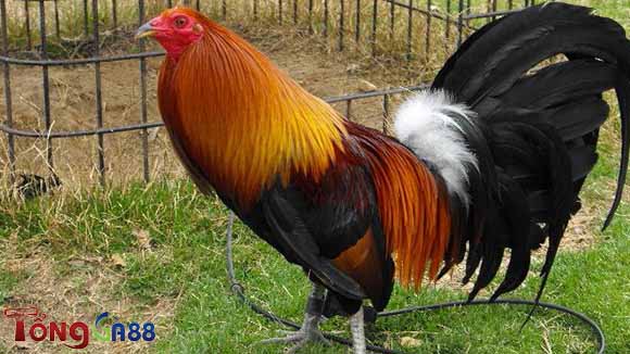 Gà Mỹ thường tham gia các trận đấu gà. Gà Mỹ thường tham gia các trận đấu gà.
