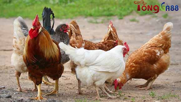 Gà bị đẹn miệng - tìm hiểu nguyên nhân và phương pháp chữa bệnh Gà bị đẹn miệng - tìm hiểu nguyên nhân và phương pháp chữa bệnh