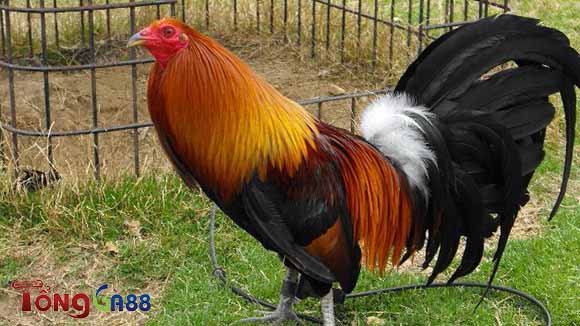 Gà chọi Mỹ có gì đặc biệt Gà chọi Mỹ có gì đặc biệt