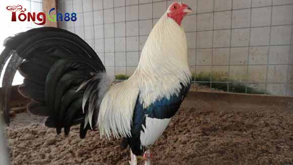 Gà chuối là gì? Gà chuối là gì?