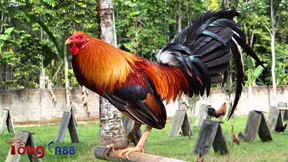 Gà có thân hình lực lưỡng, to lớn Gà có thân hình lực lưỡng, to lớn