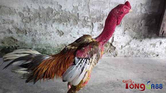 Gà xám thần là gì? Gà xám thần là gì?