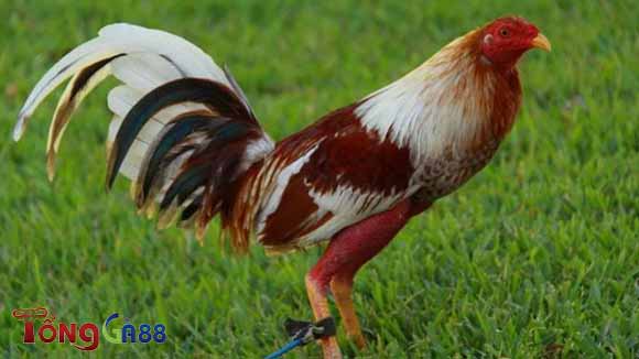 Giống gà Cubalaya nhận được rất nhiều sự quan tâm của người chơi cá cược Giống gà Cubalaya nhận được rất nhiều sự quan tâm của người chơi cá cược