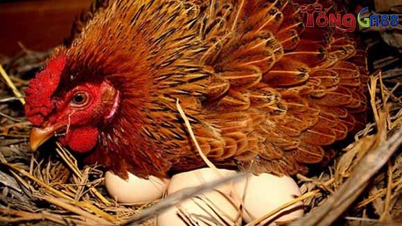 Hướng dẫn chăm sóc gà sau khi đổ thành công Hướng dẫn chăm sóc gà sau khi đổ thành công