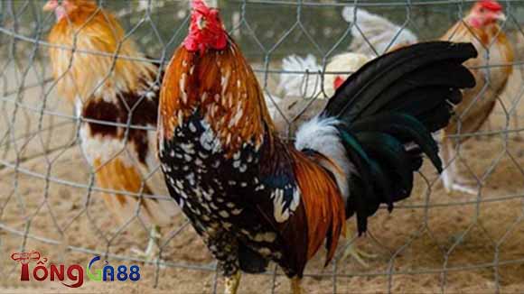 Hướng dẫn kỹ thuật đổ gà đá cực kỳ hiệu quả hiện nay Hướng dẫn kỹ thuật đổ gà đá cực kỳ hiệu quả hiện nay