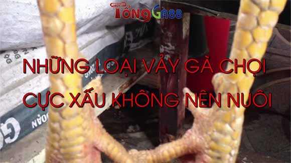 Những loại vảy gà cực xấu không nên chơi bạn cần biết Những loại vảy gà cực xấu không nên chơi bạn cần biết