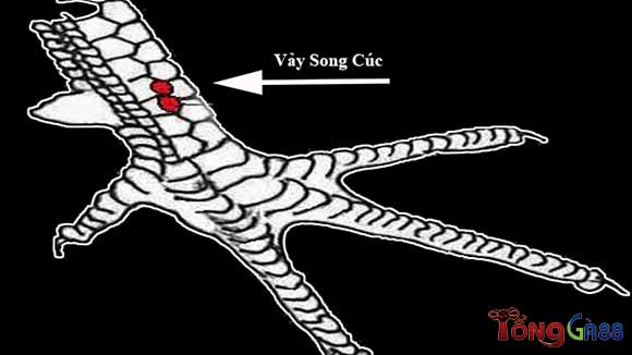 Tìm hiểu tất cả những thông tin quan trọng về vảy song cúc Tìm hiểu tất cả những thông tin quan trọng về vảy song cúc