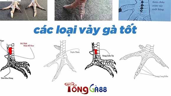 Tổng hợp những vảy gà quý hiếm trên thị trường Tổng hợp những vảy gà quý hiếm trên thị trường