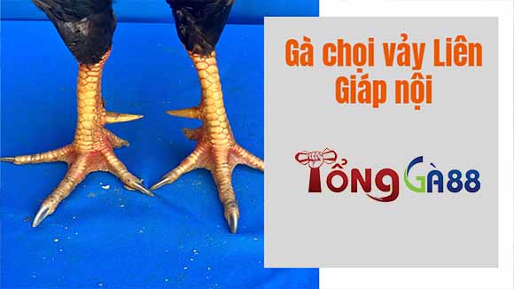 Vảy gà liên giáp nội thường có ở các chiến kê có vảy nằm ở vị trí phía sau cựa Vảy gà liên giáp nội thường có ở các chiến kê có vảy nằm ở vị trí phía sau cựa