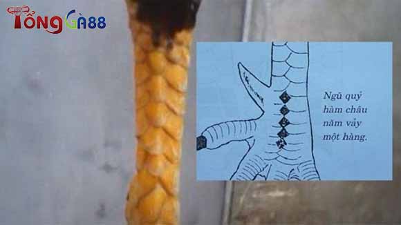 Vảy gà ngũ quỷ Vảy gà ngũ quỷ
