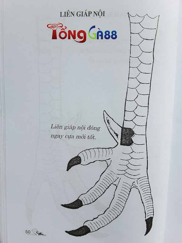 Vảy gà quý độc giáp – liên giáp – đại giáp Vảy gà quý độc giáp – liên giáp – đại giáp
