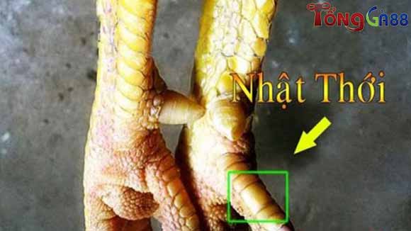 Vảy gà quý hiếm Nhật Thới Vảy gà quý hiếm Nhật Thới