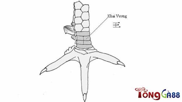 Vảy gà tài khai vương Vảy gà tài khai vương
