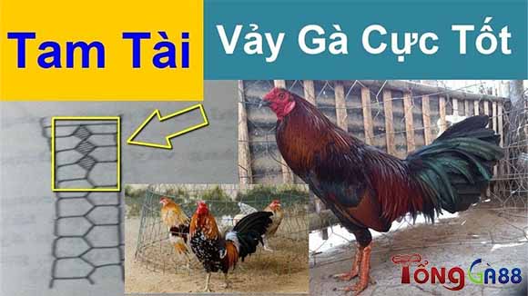 Vảy gà tam tài Vảy gà tam tài