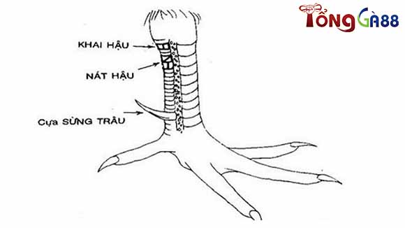 Vảy khai hậu là một trong những vảy gà đối lập với vảy gà quý hiếm, không nên chơi. Vảy khai hậu là một trong những vảy gà đối lập với vảy gà quý hiếm, không nên chơi.