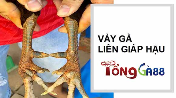 Vảy liên giáp hậu thường có ở các con gà khỏe mạnh, dễ nuôi và tính chiến đấu cao Vảy liên giáp hậu thường có ở các con gà khỏe mạnh, dễ nuôi và tính chiến đấu cao
