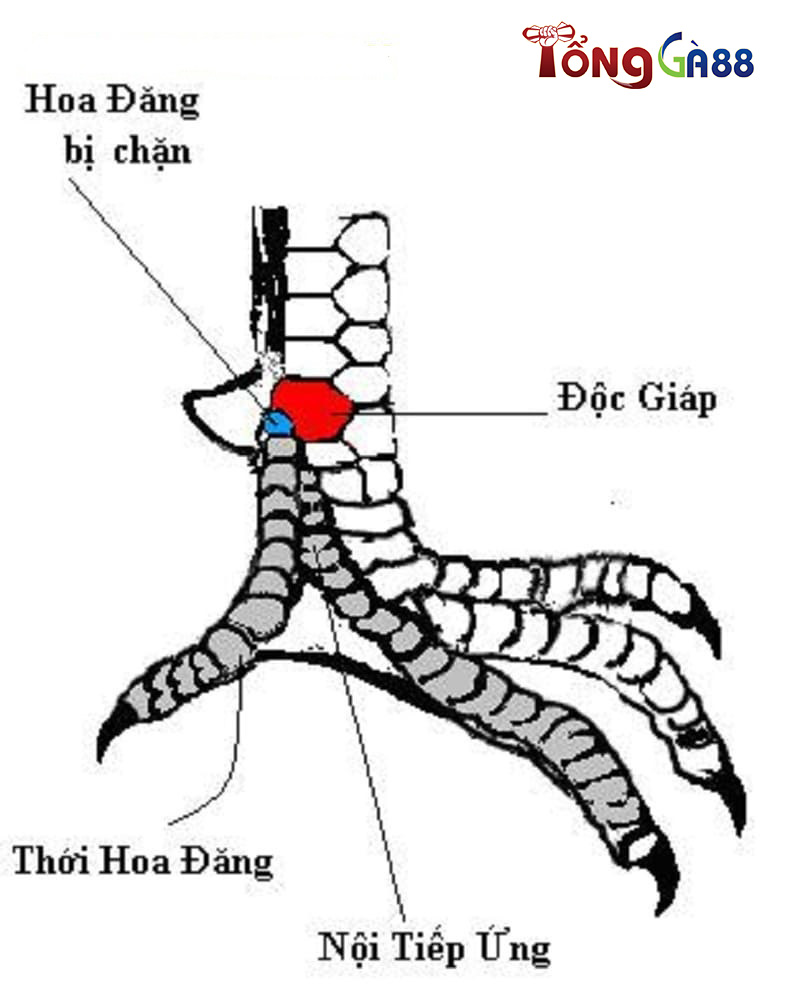 Vảy nội hoa đăng Vảy nội hoa đăng