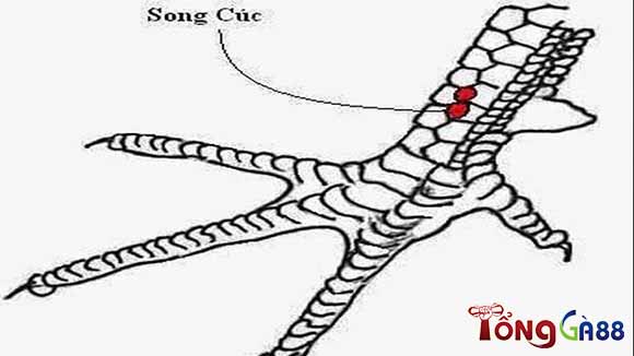 Vảy song cúc là vảy gà xấu không nên chơi Vảy song cúc là vảy gà xấu không nên chơi