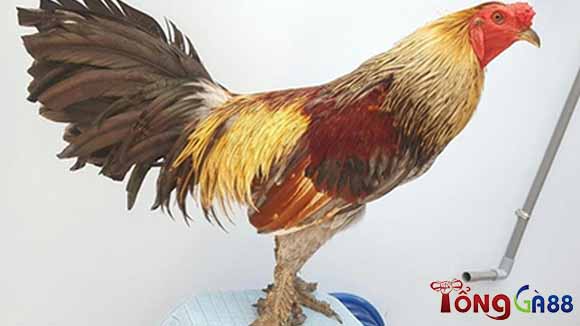 Vì sao vảy gà quý hiếm lại có giá trị cao? Vì sao vảy gà quý hiếm lại có giá trị cao?
