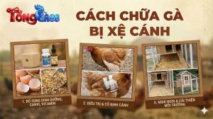 Cách chữa gà bị xệ cánh
