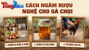 Cách ngâm rượu nghệ cho gà chọi