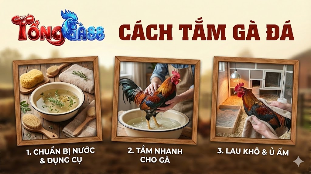 Cách tắm gà đá