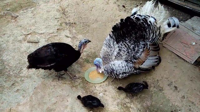 Cách giảm tình trạng muỗi đốt gà Cách giảm tình trạng muỗi đốt gà