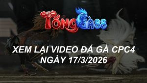 Xem Lại Video Đá Gà CPC4 Ngày 17/03/2026