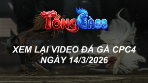 Xem Lại Video Đá Gà CPC4 Ngày 14/03/2026