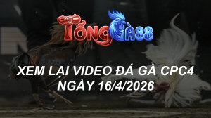 Xem Lại Video Đá Gà CPC4 Ngày 16/04/2026
